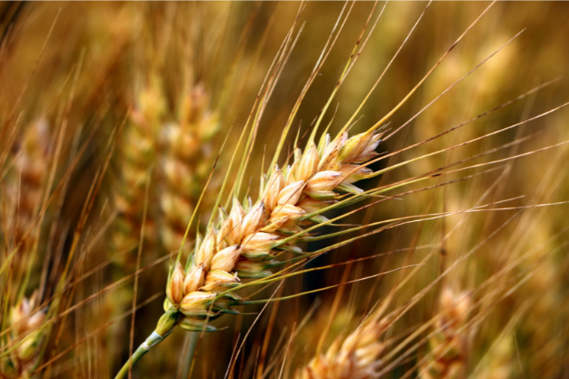 Пшениця в полі. Фото ілюстративне